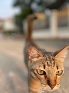 Relaxing Home in the Garden with Shuttle & Long Stay