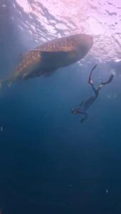 Hotel Villa Beach Transit 2 & Whaleshark Tour