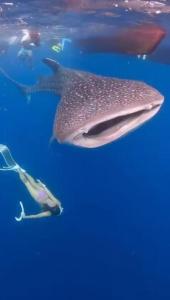 Hotel Villa Beach Transit 2 & Whaleshark Tour