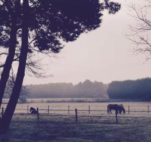 Studio "La Citrie" Terrasse, chevaux et nature
