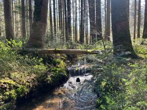 Villas L-ecrin de la foret : photos des chambres