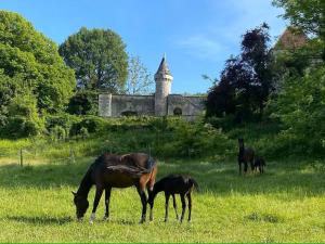 Maisons de vacances Sejour Historique au Domaine de Migny : Gite avec Bain Nordique et Piscine - FR-1-591-731 : photos des chambres