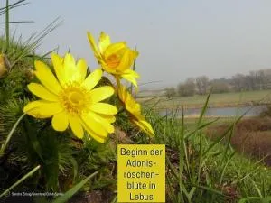 Ferienhaus Lebuserland für bis zu 4 Personen mit 1300 qm Garten und Privatsauna, grandiosen Blick über die Oder, sonntags late check out bis 18 Uhr inklusive - Wulkow