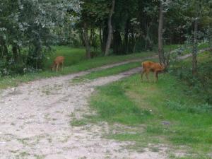 B&B / Chambres d'hotes La Caronniere : photos des chambres