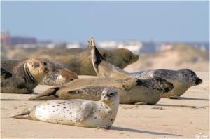 Romantique Vue Face mer