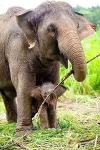 River Inn Safari Cottage - Butkanda