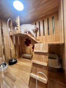 Cat Hotel Hatyai by Krissana Mansion cat only