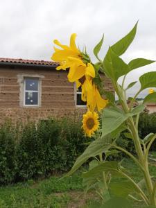 B&B / Chambres d'hotes La Provende : photos des chambres