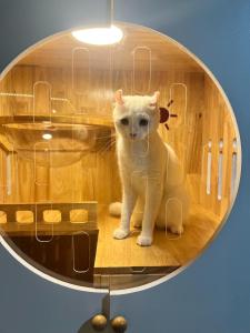 cat hotel hatyai cat only