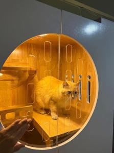 cat hotel hatyai cat only