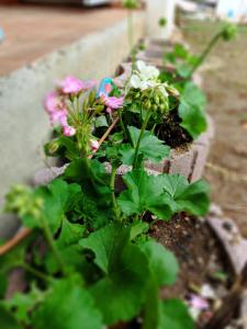 Casa dos Caseiros N2