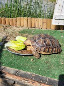 "Puffball" Luxury Glamping Air Dome Tent