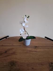 Cozy and quiet apartment at the center of the city