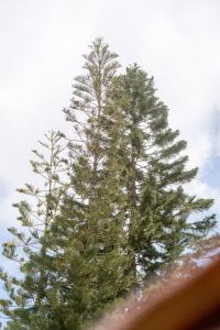 Baguio City Cabin House