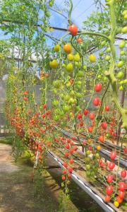 Vườn Nhà Đan Homestay