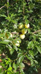 Azienda Agricola Biologica La Cardellina