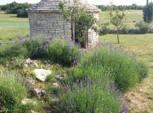 Authentic Istrian Rooms for Unforgettable Stays