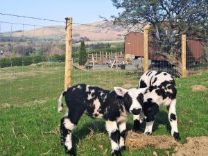 Fell Foot - Ukc5294