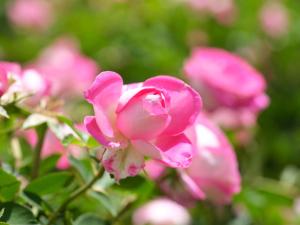 Adara Palmiet Valley Luxurious Boutique Farm Hotel