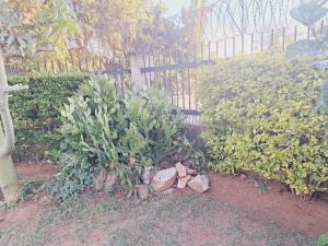 Lusaka Meanwood ibexhill