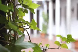 ADANAR-Las Columnas - Granada