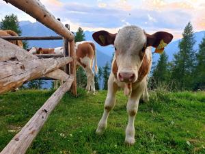 Apartment Tauernzwerg am Bauernhof