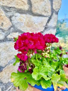 Villa Sant Anna img26