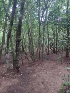 Sítio águas claras