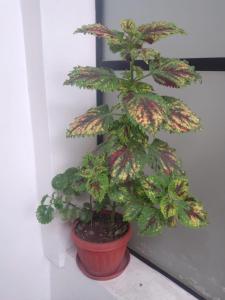 Amplio y aconchegante