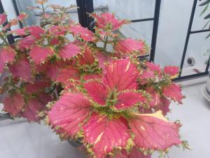 Amplio y aconchegante