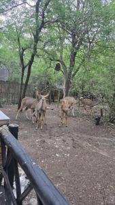 Parradys Marloth Park