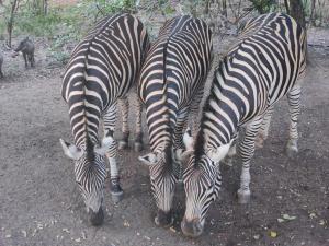 Parradys Marloth Park