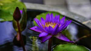 Lake Island Home Stay