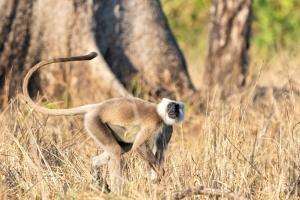 Namaste Bardiya Resort