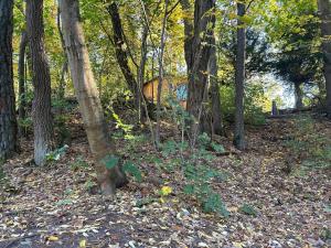 Bungalow im Wald am See - Biberspur