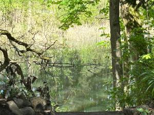 Bungalow im Wald am See - Biberspur