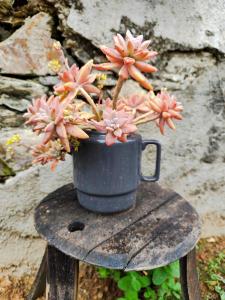 Casa dos Caseiros N2