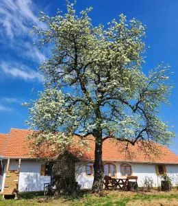 Haus Rita am Örség - Csöde