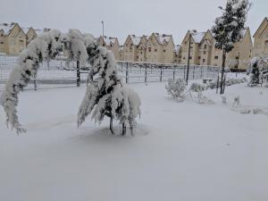 Les jardins dIfrane 100