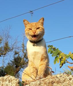 Orange Olives - Quinta Chao de Galizes