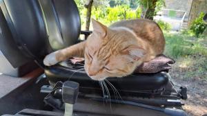 Orange Olives - Quinta Chao de Galizes