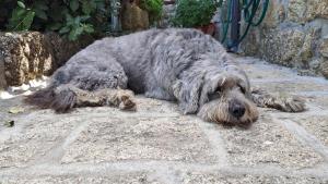 Orange Olives - Quinta Chao de Galizes