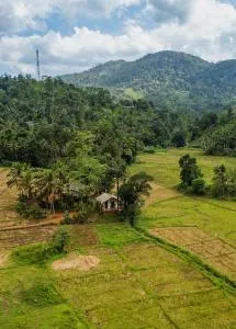 Forest & Fields - Sinharaja - Weliwe