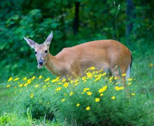 Maisons de vacances Gite Acacia au coeur du Triangle d-Or en Dordogne : photos des chambres