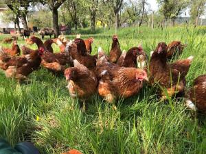 Ferienwohnung - Urlaub auf dem Bauernhof
