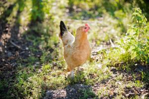 Louisehoeve Holiday Home