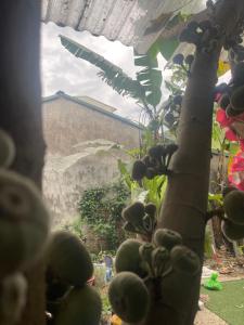 ROSIE HOMESTAY Hà Giang