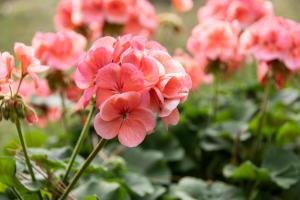 Ferienwohnung Schaivel