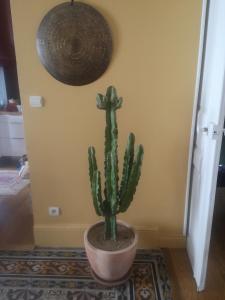 Appartement bourgeois 2 chambres 4 pers Perpignan Centre