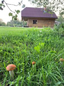 Brīvdienu māja ar pirti - PULSAA